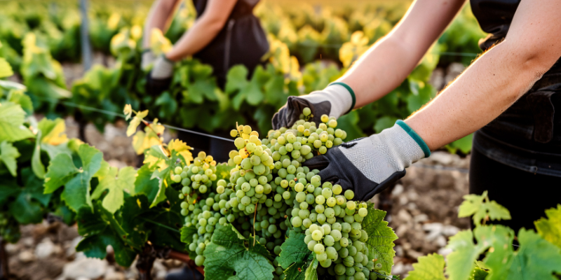 Especialização em Vitivinicultura